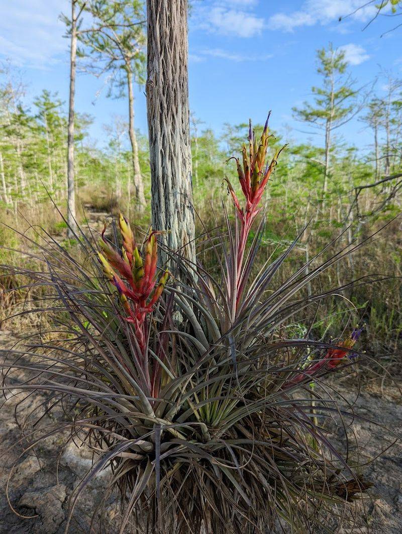 Tree Snail Trail and Unique Florida Flora