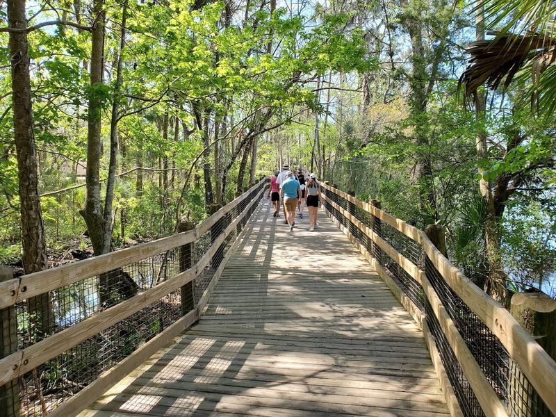 The Scenic Boardwalk Loop Through Florida Wilderness