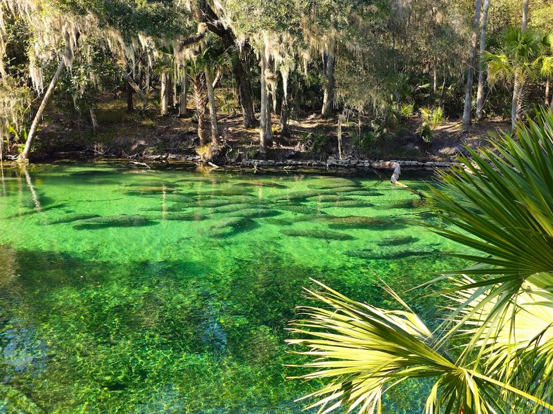 Blue Spring State Park, Florida