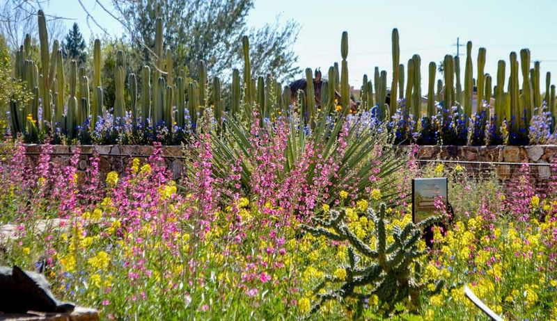 These Arizona Desert Garden Trails Are at Their Absolute Best This Spring 4 Tohono Chul Botanical Gardens, Galleries, and Bistro - Tucson, Arizona