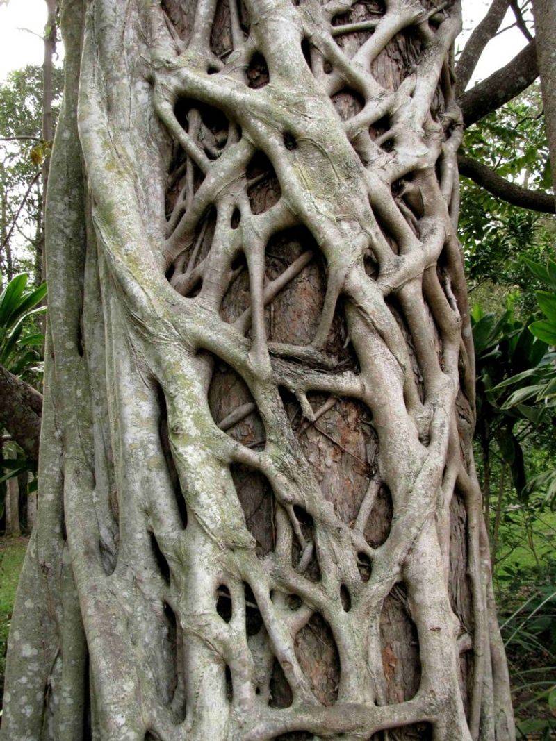 Strangler Fig