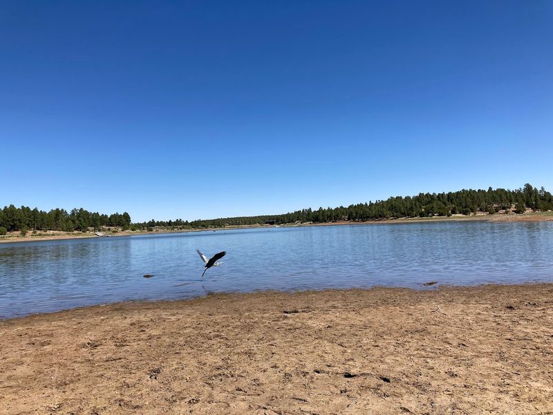 10 Arizona Lake and River Spots That Feel Like a Surprise in the Desert 11 Fool Hollow Lake - Show Low, Arizona