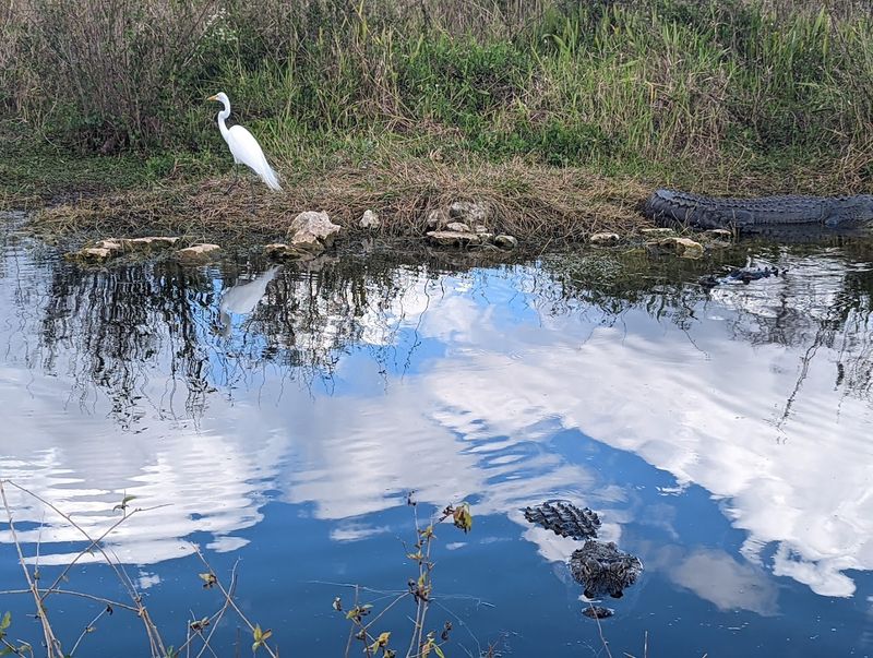 Birdwatching Across the Preserve