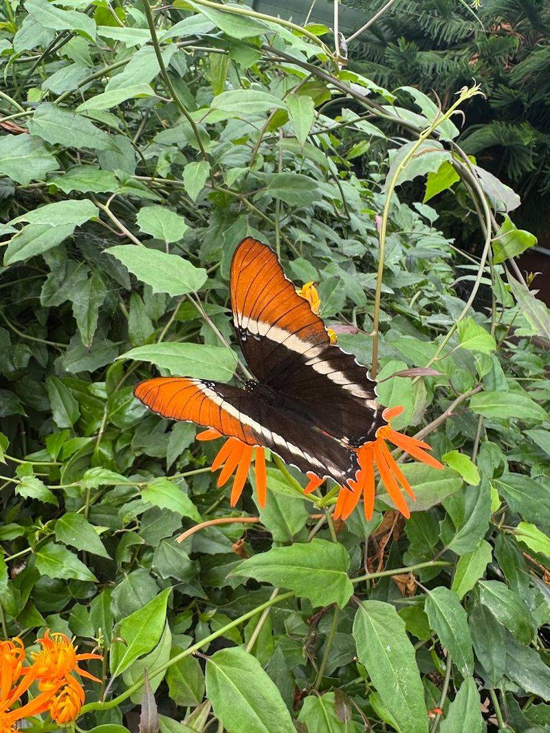 Conservation Efforts That Make Your Ticket Worth Every Penny