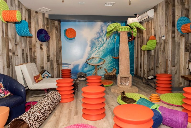 Catmosphere Cat Cafe - Laguna Hills, California