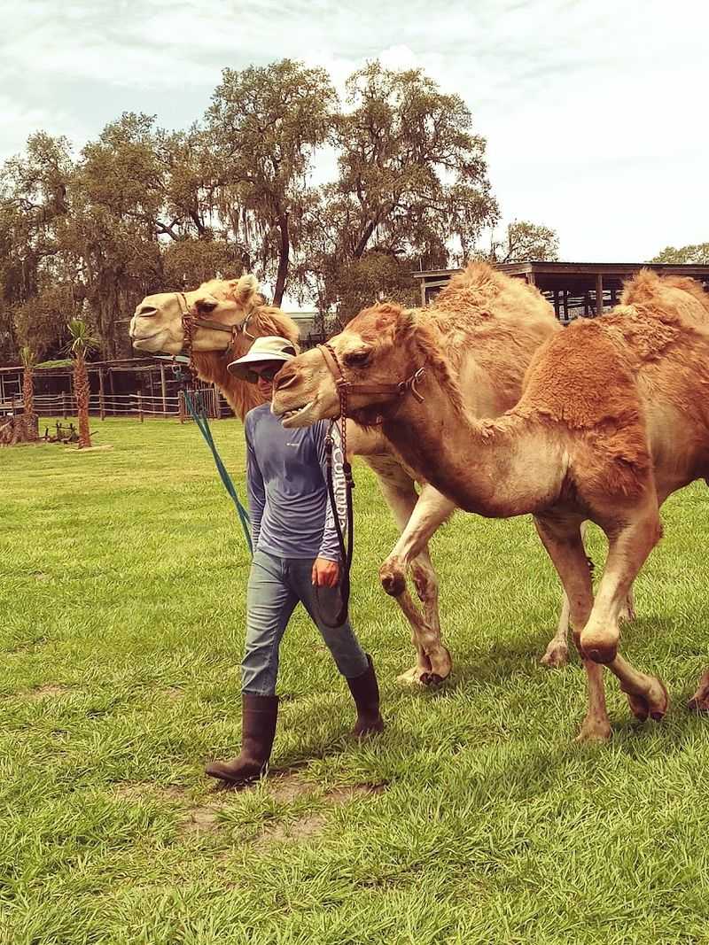 This Small Florida Giraffe Ranch Lets You Get Close to African Animals 7 The Passionate and Knowledgeable Guides