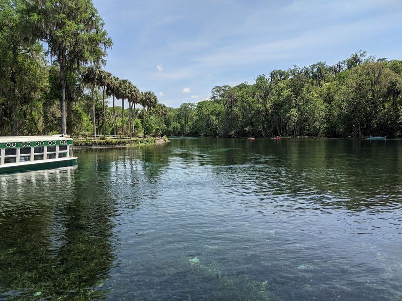 Alligator Spotting Along the River