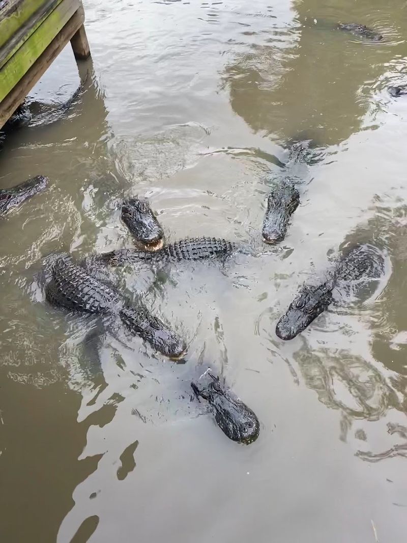 Spotting Wild Alligators on the Airboat