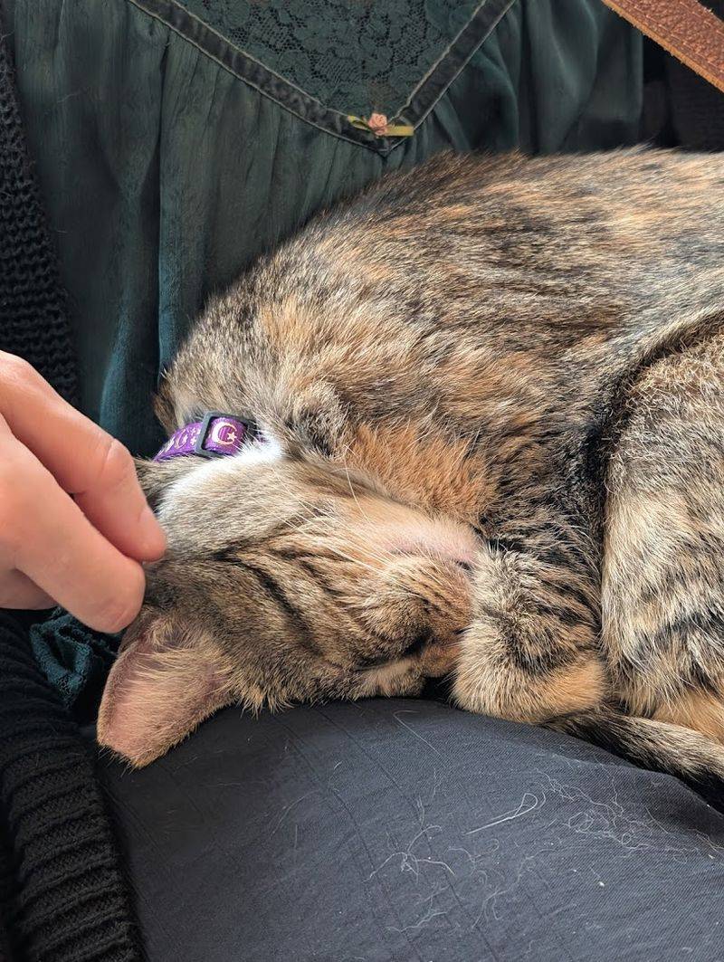 Feline Good Social Club - Long Beach, California