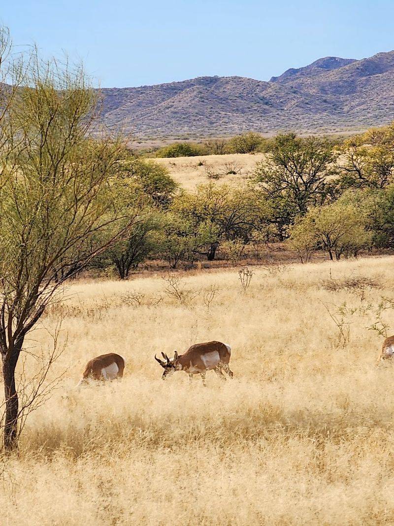 Buenos Aires National Wildlife Refuge - Sasabe, Arizona