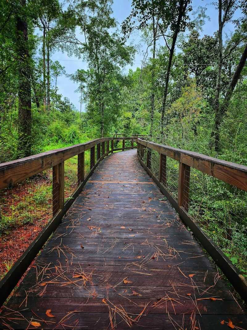 A Boardwalk Through Ferns and Lush Forest