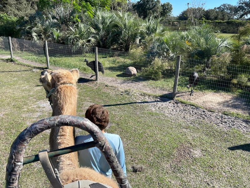 This Small Florida Giraffe Ranch Lets You Get Close to African Animals 14 How to Plan Your Visit to Giraffe Ranch