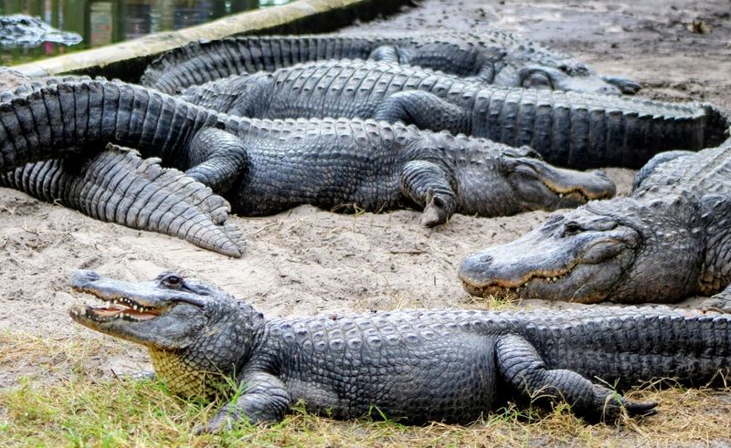 St. Augustine Alligator Farm Zoological Park - St. Augustine, Florida