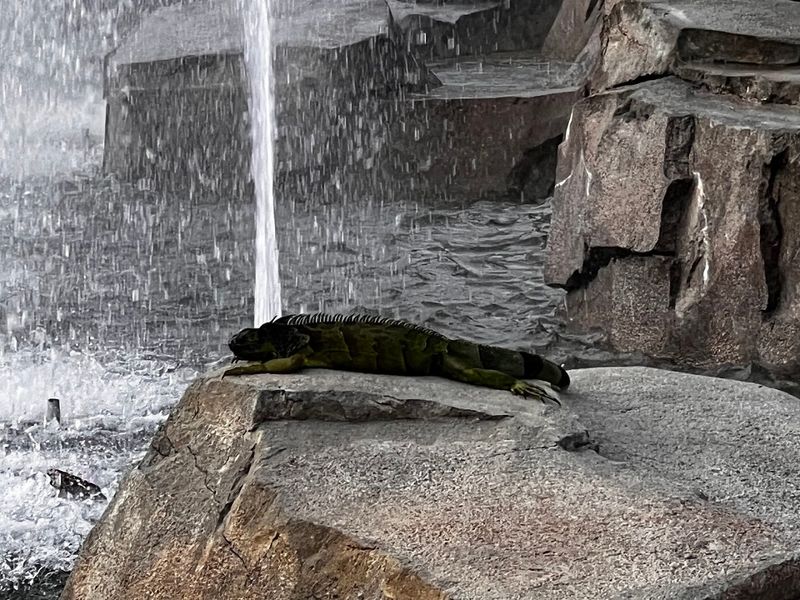 Wildlife Surprises at the Base of the Statue