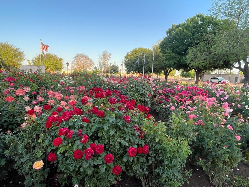 Best Time of Year to Visit for Full Bloom