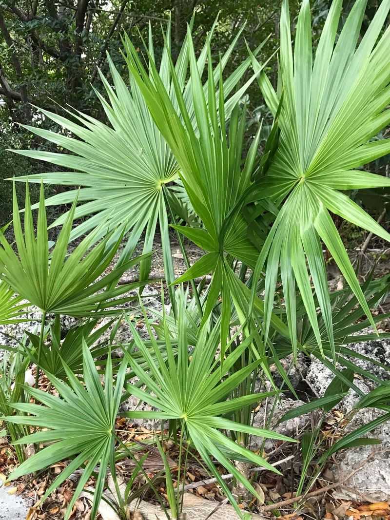 Saw Palmetto