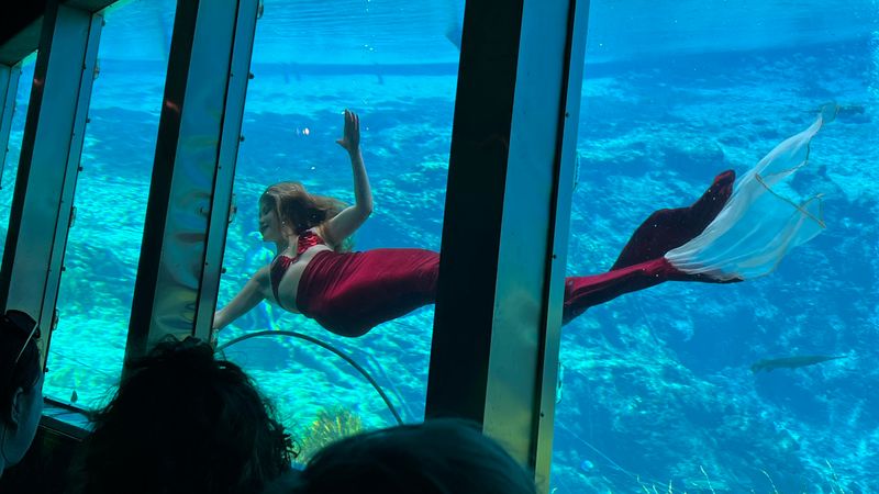 9 Things to Do in Florida After You've Done Everything Else 9 Weeki Wachee Mermaid Show - Spring Hill, Florida