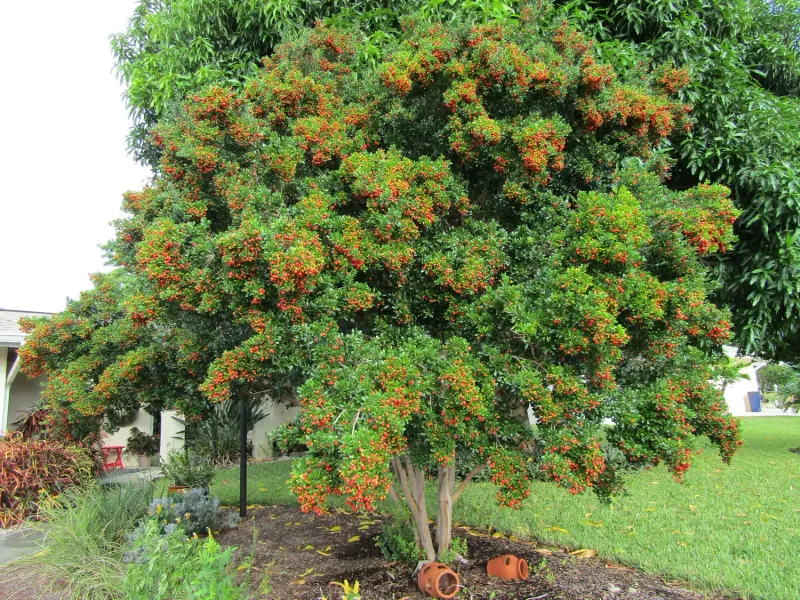 These Are The 8 Best Small Trees For Florida Front Yards That Stay Manageable 3 Simpson's Stopper (Myrcianthes fragrans)