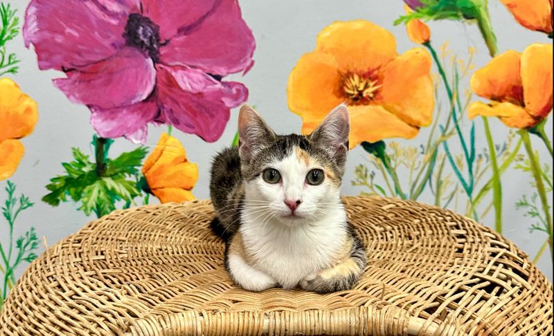 Tail Town Cats Cafe - Pasadena, California