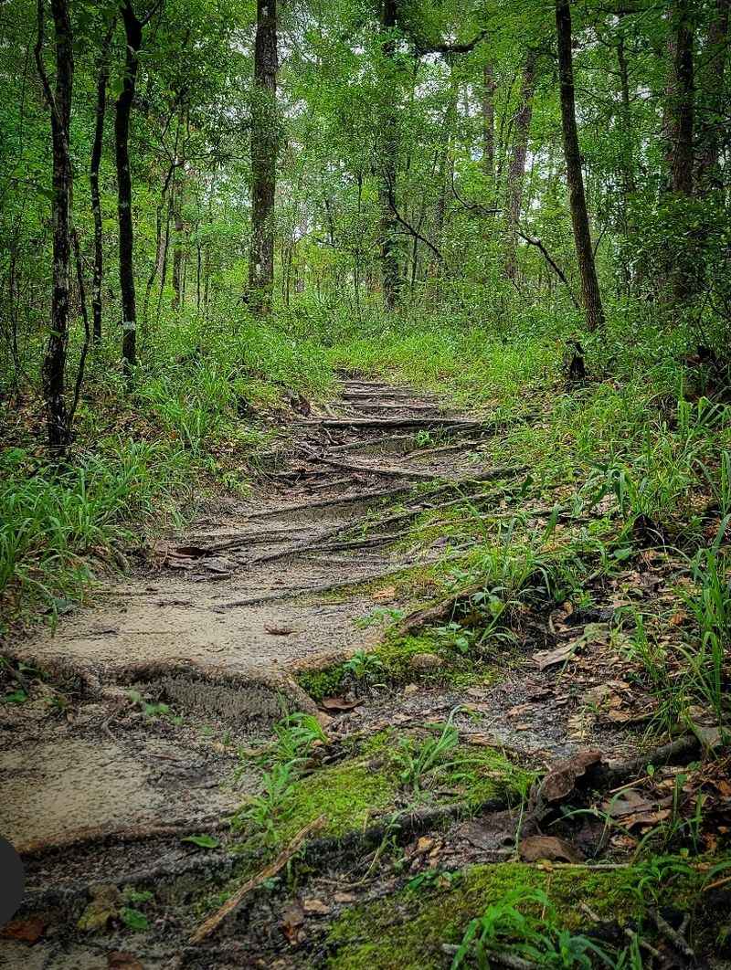 The Gum Swamp Trail Loop