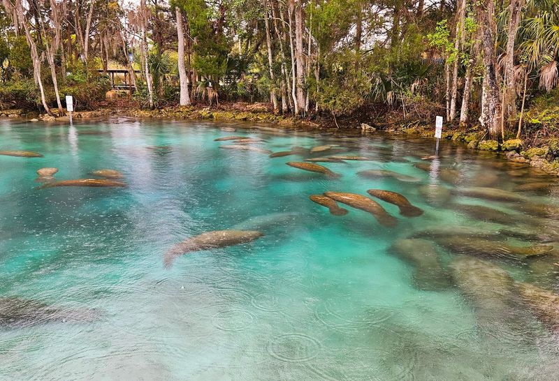Three Sisters Springs - Crystal River, Florida