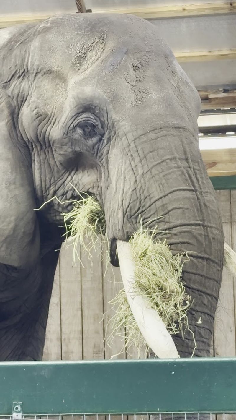 Feeding the Elephants: A Treat for Everyone