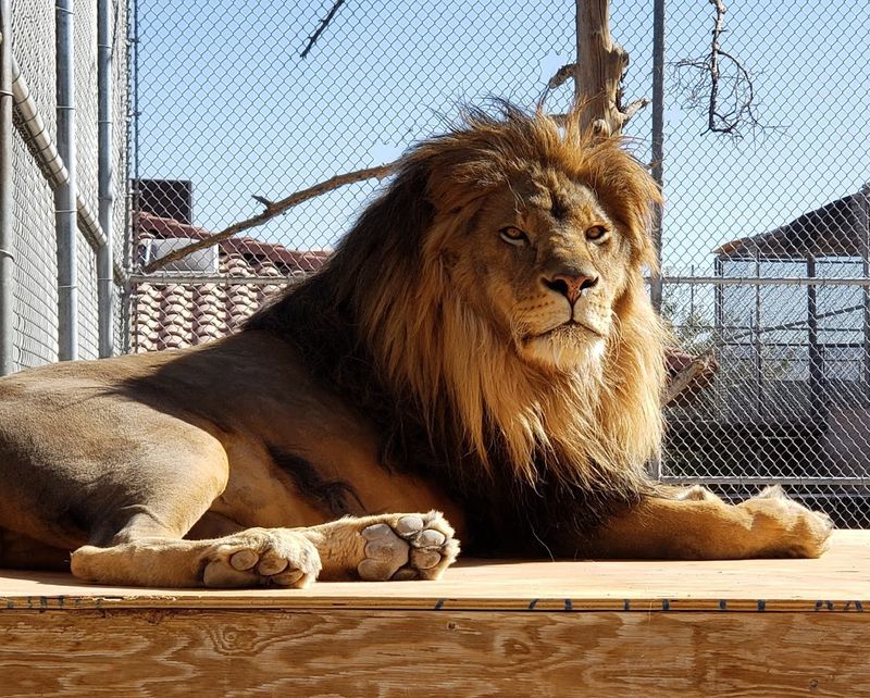 Lion Habitat Ranch Inc - Henderson, Nevada