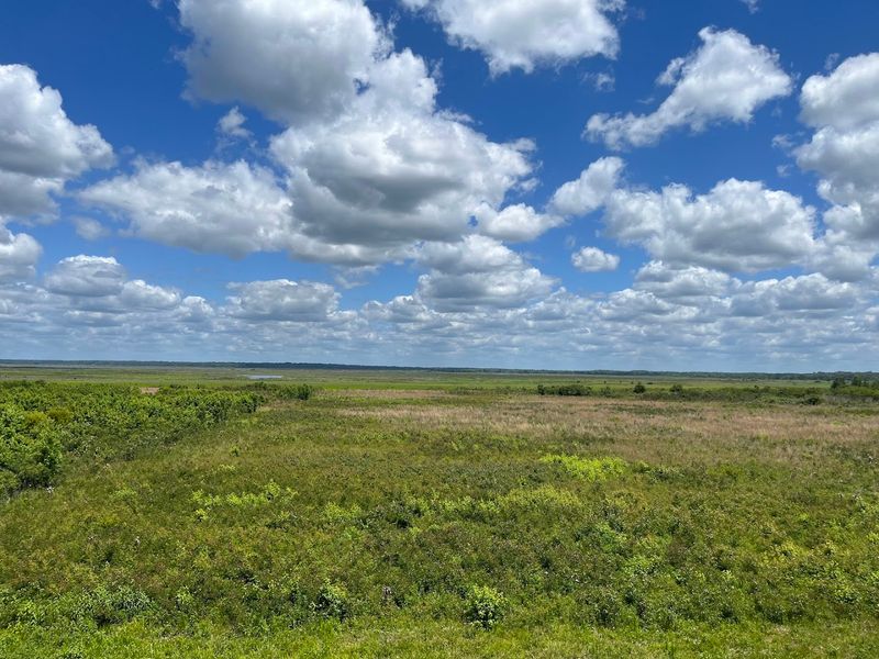 Paynes Prairie Preserve State Park - Micanopy, Florida