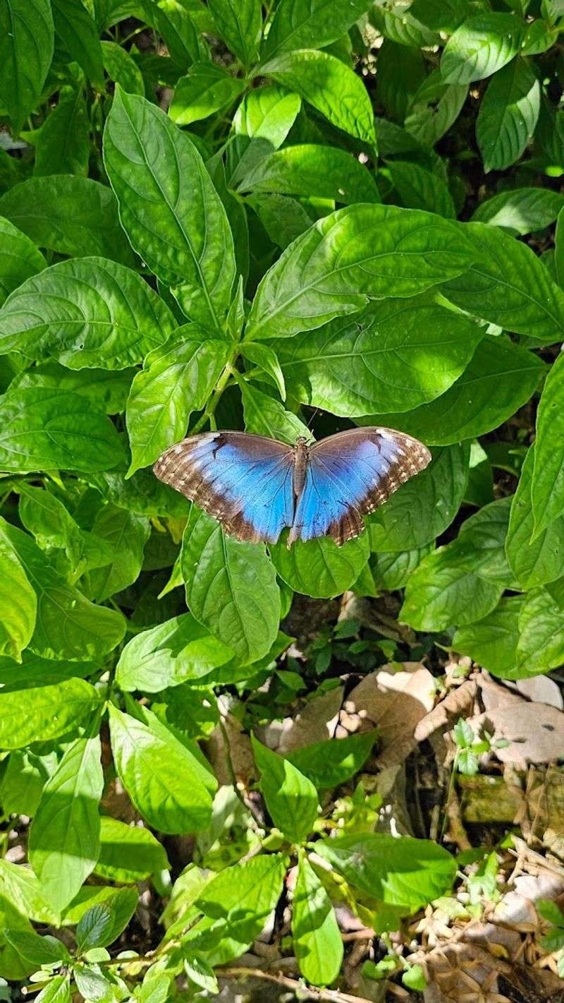 The World's Largest Butterfly Park Is This 10-Acre Conservatory in Florida 11 Butterflies That Actually Land on You