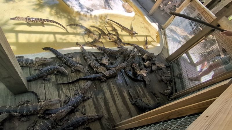 Holding a Baby Gator