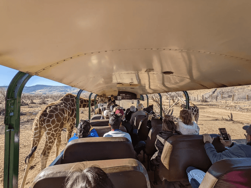 The Supermog Safari Upgrade