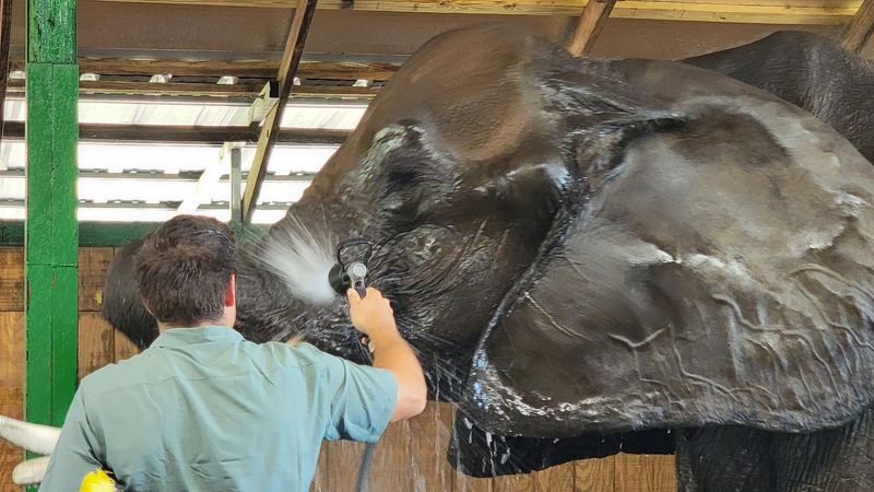 Elephant Bathing: Roll Up Your Sleeves