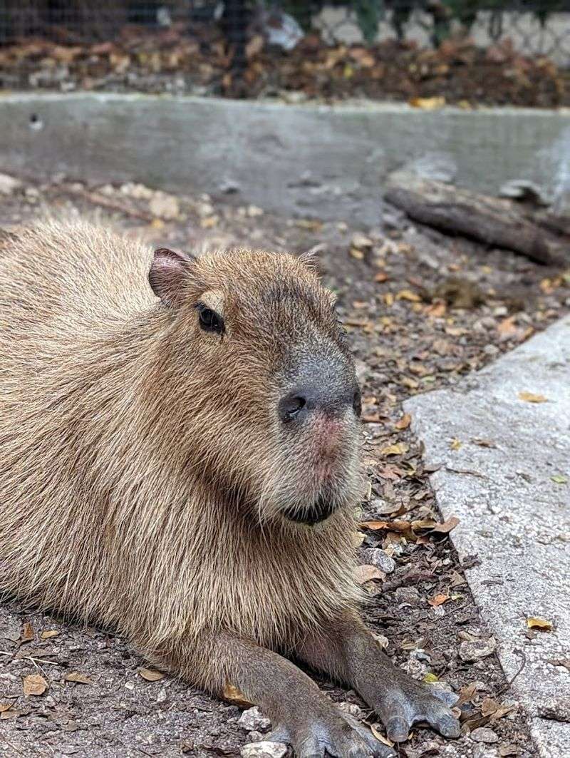 The Capybara Encounter with Ron and Hermione