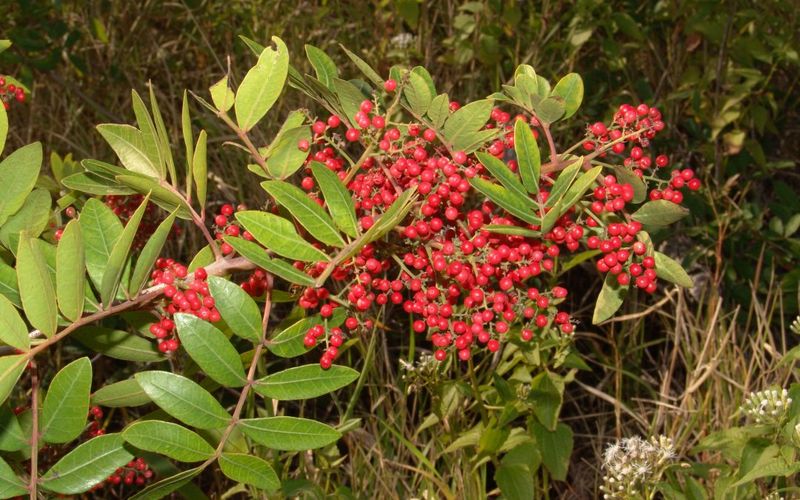 Brazilian Pepper Tree