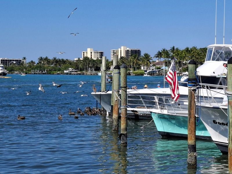 The Pelicans, Birds, and Wildlife on the Docks