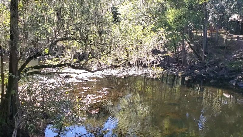 The Lush, Moss-Draped Forest Scenery