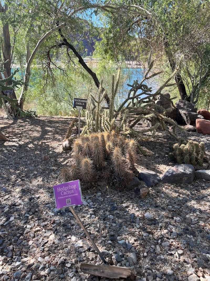 A Desert Garden Worth Strolling Through