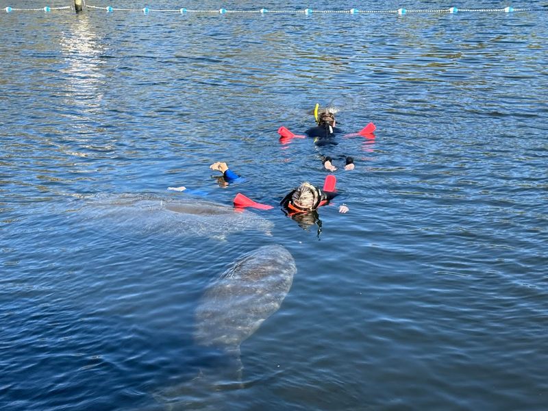 9 Things to Do in Florida After You've Done Everything Else 3 Swim with Manatees - Homosassa, Florida