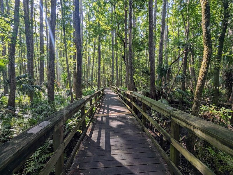 10 Florida outdoor spots that prove the state is more than beaches 5 Highlands Hammock State Park - Sebring, Florida