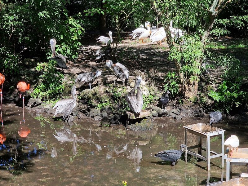 The Open-Air Bird Sanctuary