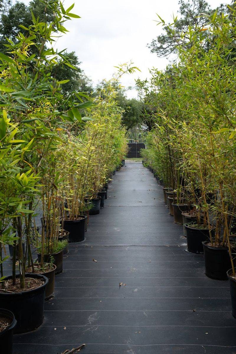 This Florida Greenhouse at GreenDreams Nursery in Spring Hill Is Changing How Locals Grow Fruits, Herbs, and Flowers 12 Organized Layout and Clear Signage That Makes Shopping Easy