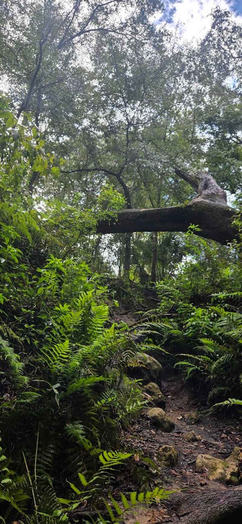 This Florida Cave Trail Offers a Thrilling Hike for the Whole Family 5 Trail Difficulty and What to Expect on the Hike