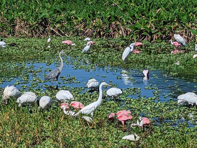 Birdwatching Paradise With Hundreds of Species