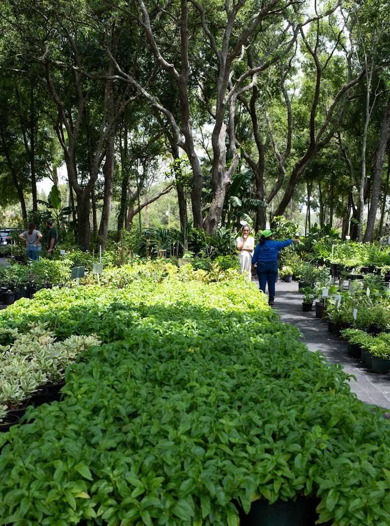 This Florida Greenhouse at GreenDreams Nursery in Spring Hill Is Changing How Locals Grow Fruits, Herbs, and Flowers 9 Medicinal Herbs and Edible Plants for Home Growers
