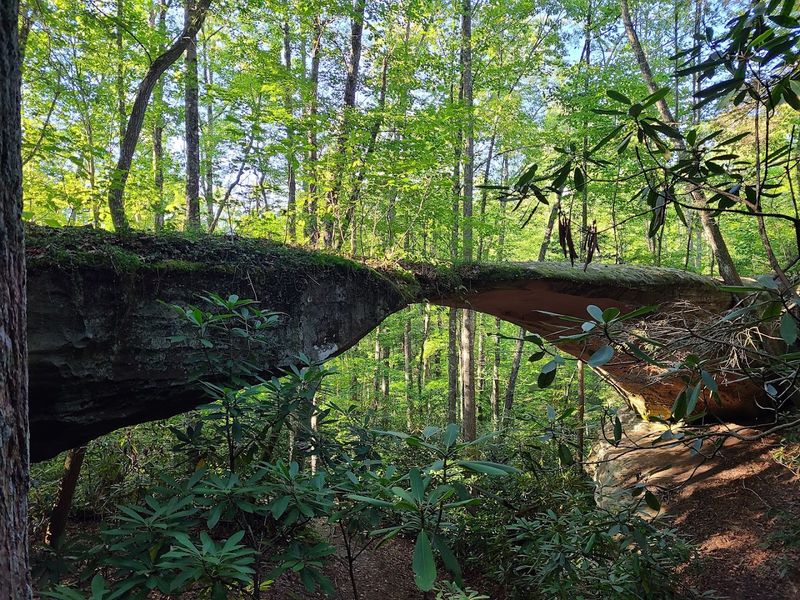 13 Florida coastal communities people quietly fall in love with 9 Pickett CCC Memorial State Park - Jamestown, Tennessee