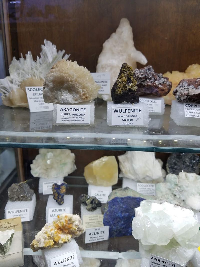 Petrified Wood Specimens That Tell a Million-Year Story