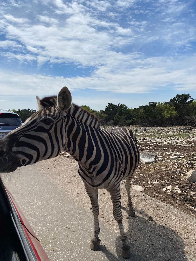 Zebras, Ostriches, and the Wild Crowd That Greets You