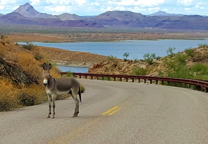 This Hidden Arizona State Park Feels Nothing Like the Desert 12 A Remote Location That Feels Like a True Escape