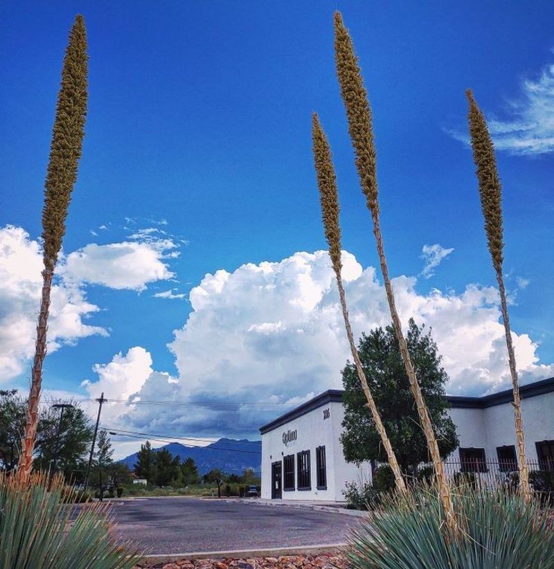 Sierra Vista, Arizona