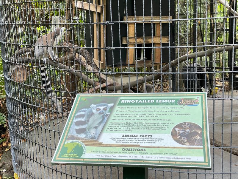 This Magical Florida Garden Lets You Hand-Feed Flamingos and Meet Lemurs 3 Meeting the Curious Lemurs